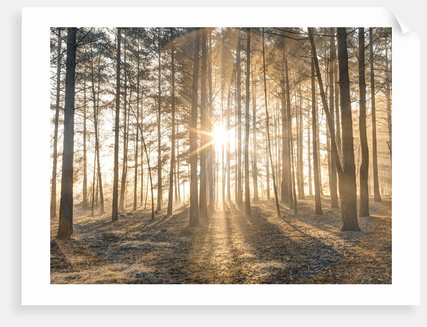 Misty forest with sunrays by Assaf Frank